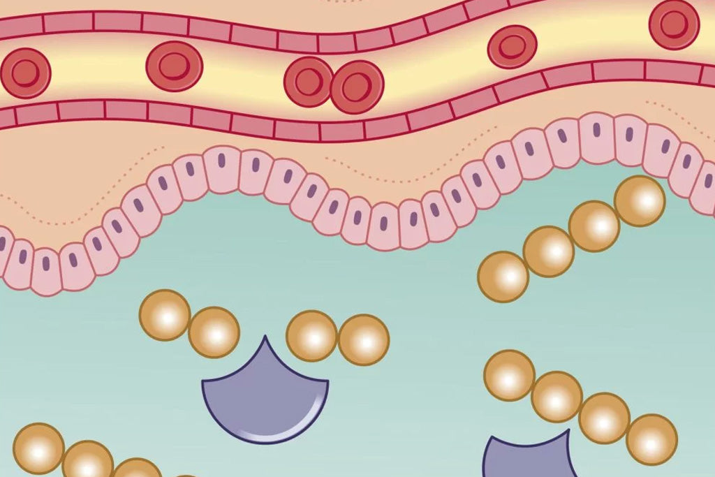 What Are the Benefits of Taking Digestive Enzymes?